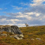 Renifer na skalistym płaskowyżu na szlaku Kungsleden.