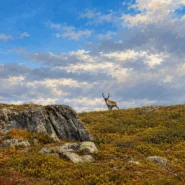 Renifer na skalistym płaskowyżu na szlaku Kungsleden.