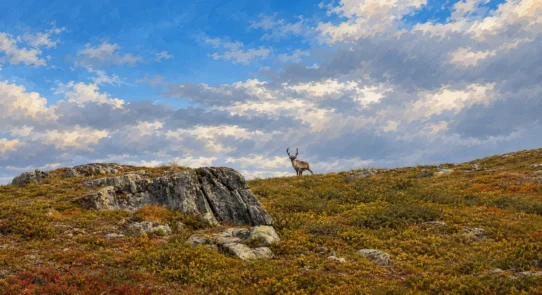 Renifer na skalistym płaskowyżu na szlaku Kungsleden.