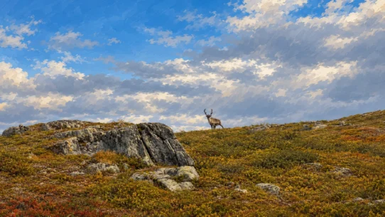 Renifer na skalistym płaskowyżu na szlaku Kungsleden.